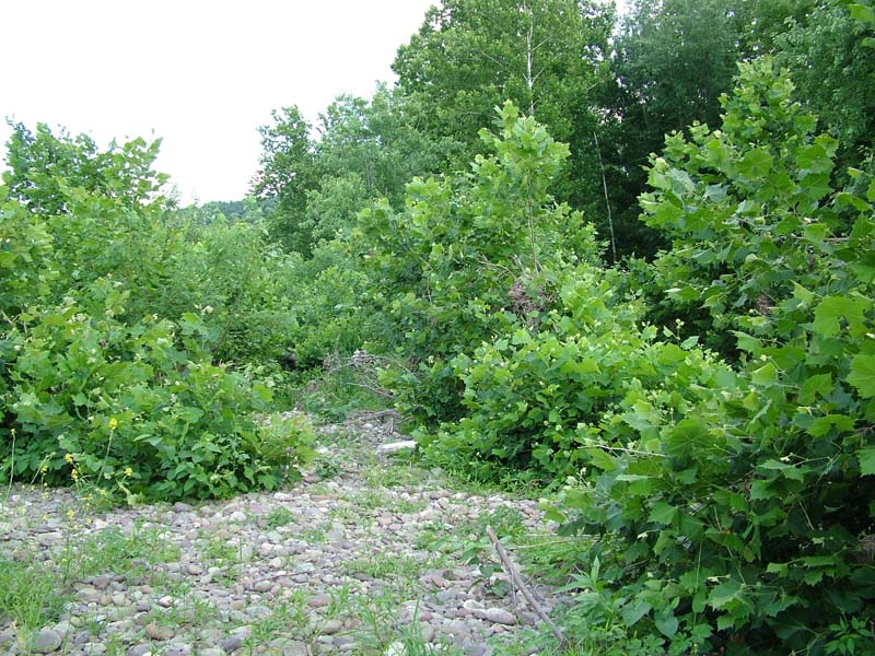 mixed-hardwood-floodplain-thicket-summary-pennsylvania-natural